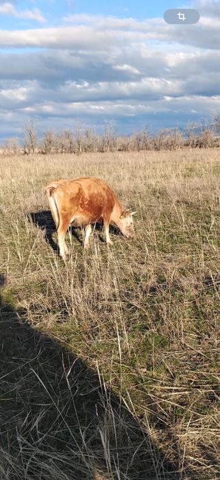 Продам эко мясо говядины