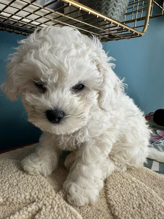 Бишон фризе момче