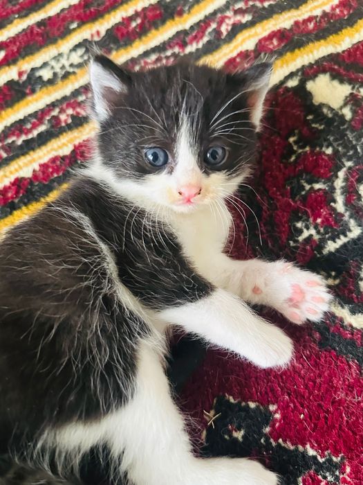 Отдам котят в хорошие руки