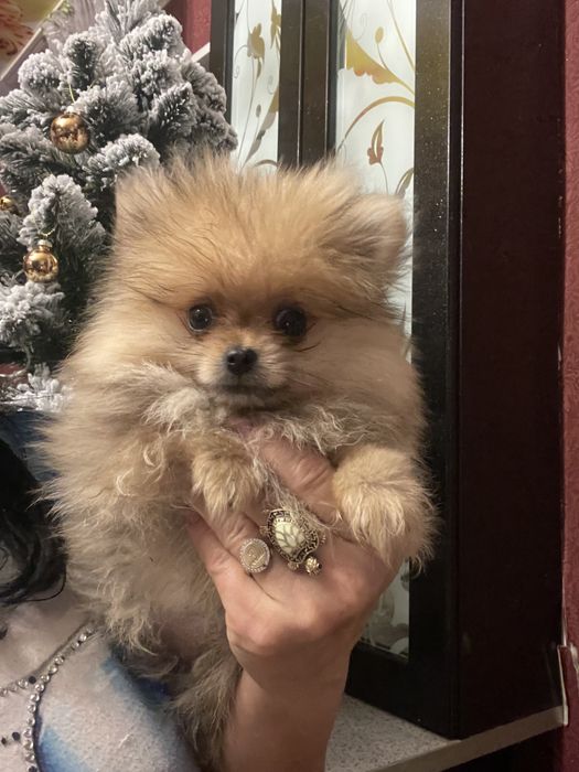 Щенки померанского шпица