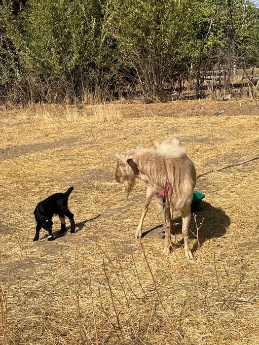 Продается Козёл. Теке сатылады срочно!