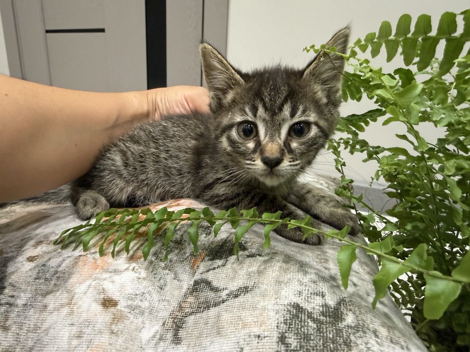 Котенок ласеовые девочки