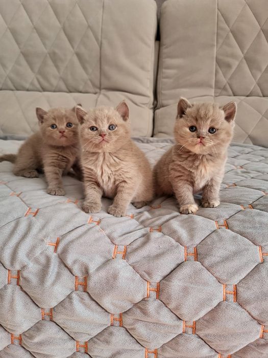 Котята Британской Породы.