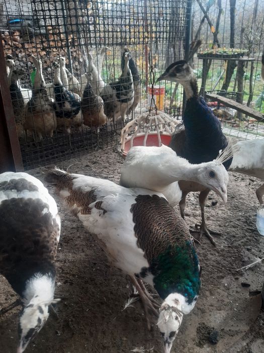 Pui de păun din 2025