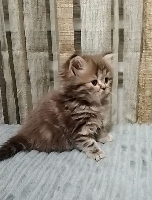 Девочка. Длинношерстная.