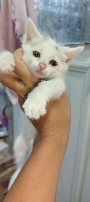 Продаётся котёнок девочка