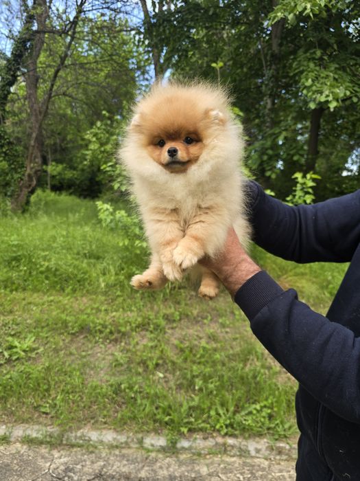 Мини Померан момче