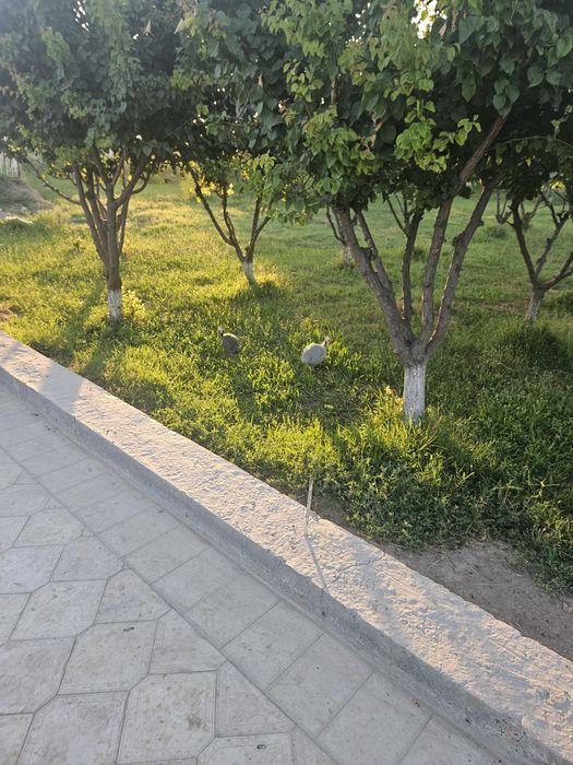 Chor bakr masjidiga Tovuq jo‘ja sesarka sotiladi