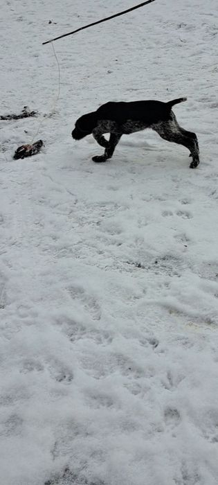 Дойч Дратхаар   щенок