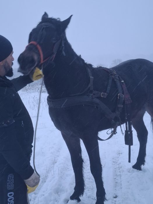 De vanzare o mânză de 2 ani