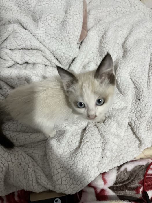 котята 2 месяца