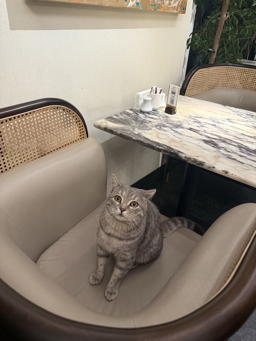 Пристраивается котик