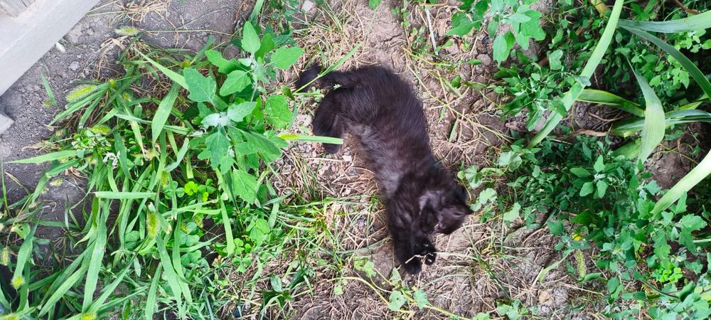 Отдам котят в хорошие руки