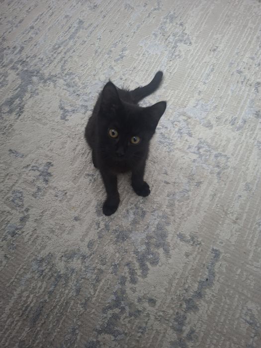 Котик. Полукровка