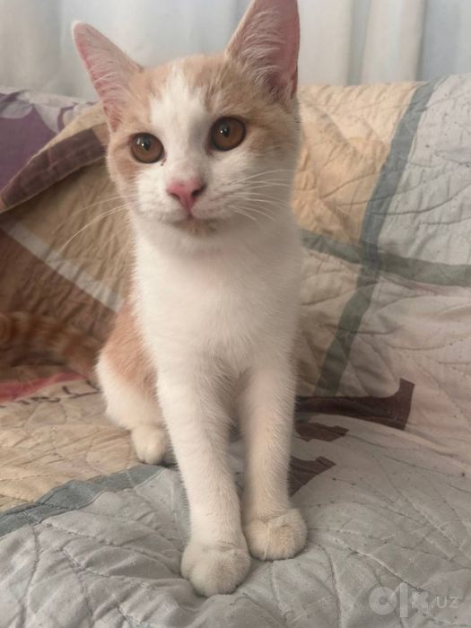 Отдадим кота в добрые руки