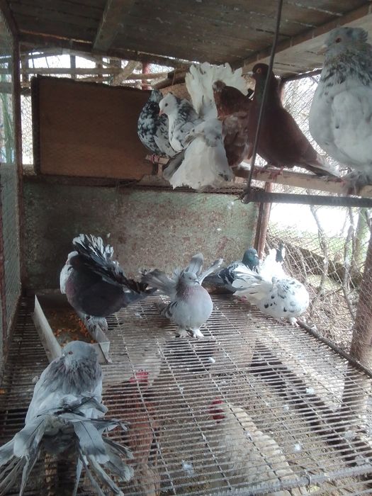 Porumbei voltat indian