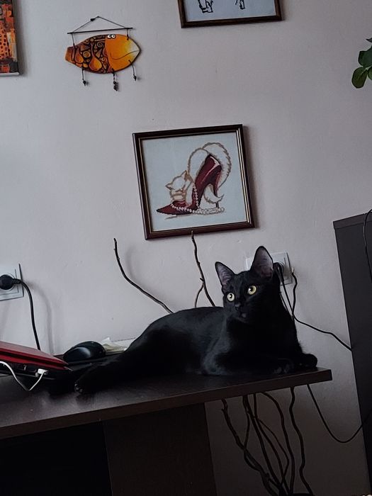 Отдам кошечку в добрые руки