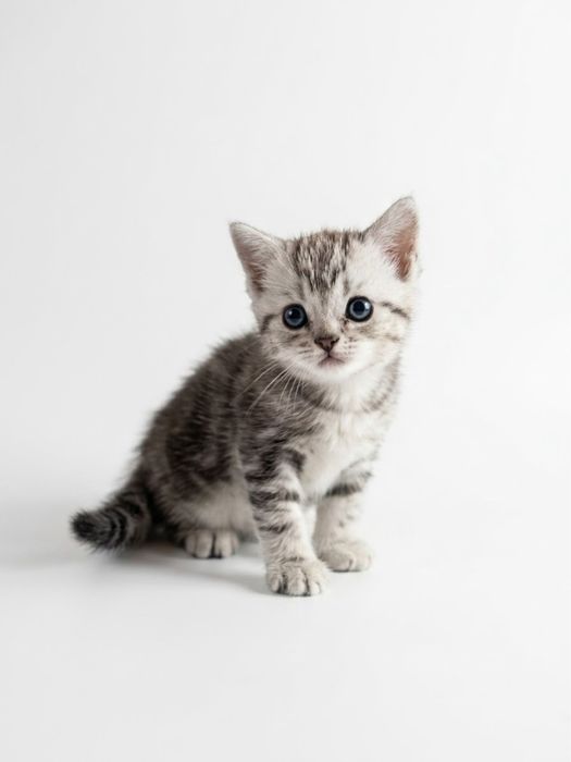 продам шотланских котят