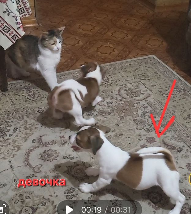 Джек рассел терьер