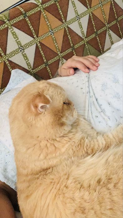 Кот продам кот продам