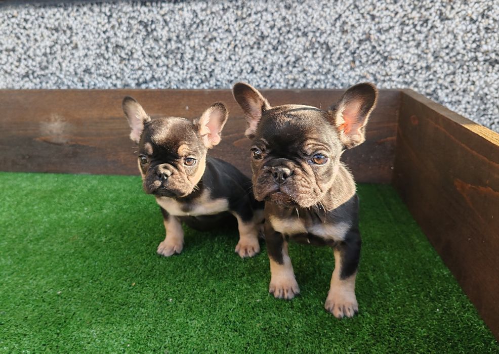 Френски   булдог