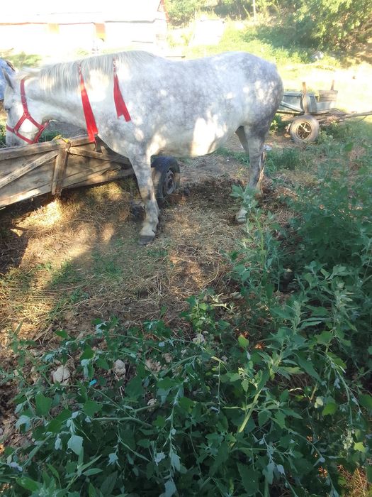 Iapă de vânzare de 4 ani