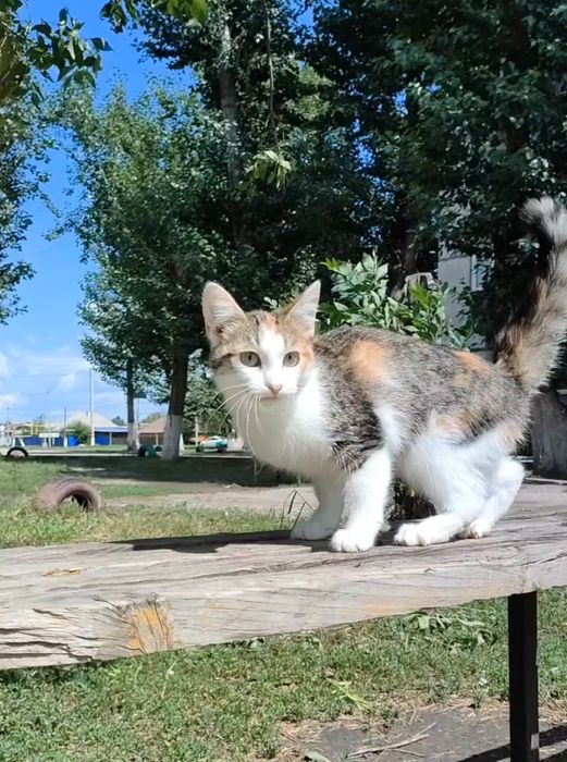 Кошка, котенок, стерилизована