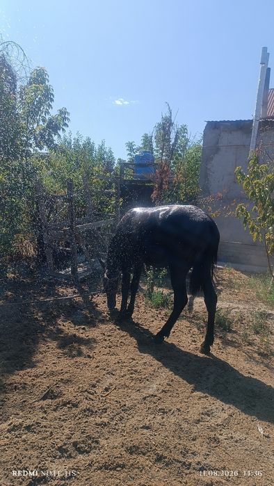 Құнан, жылкы.тай