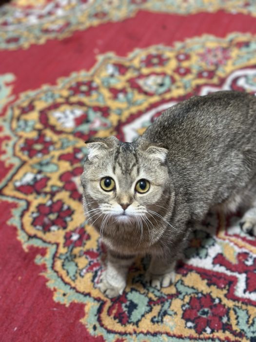 Zalatistiy shinshila 1yosh 3 oylik qizbola latokka orgatilgan