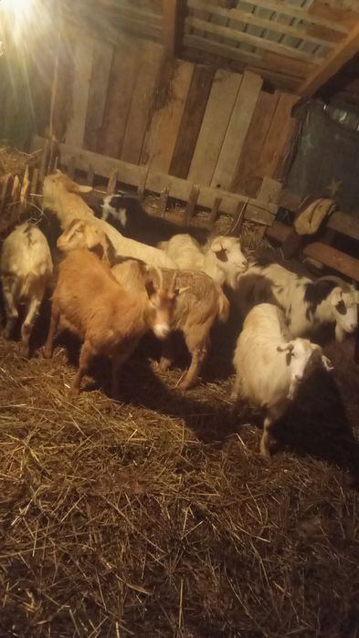 Vând 7 capre tinere