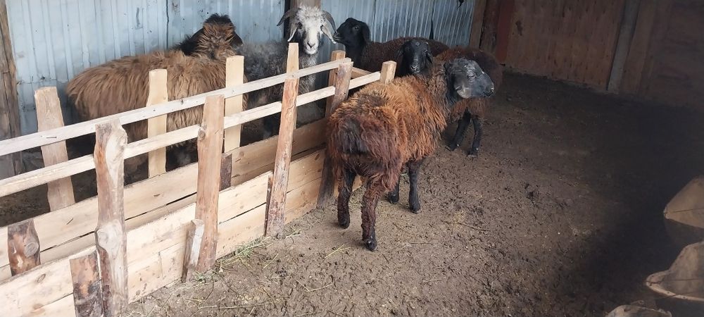 Тоқтылар сатылады