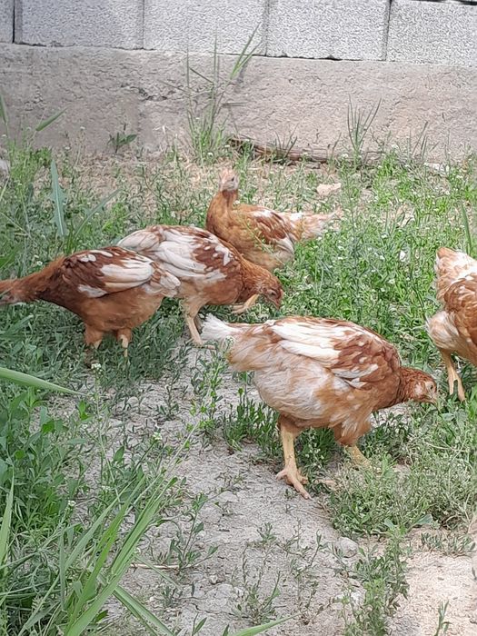 Қарапайыммен блять