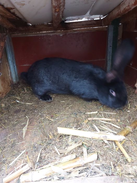 Iepuri urias german.