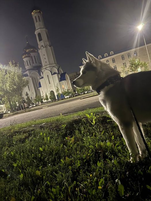 Хаски вязка кобель