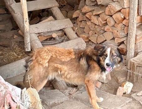 Spre adoptie căței