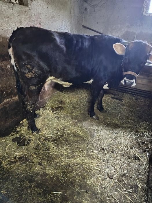 Vând vaca la prima fătare