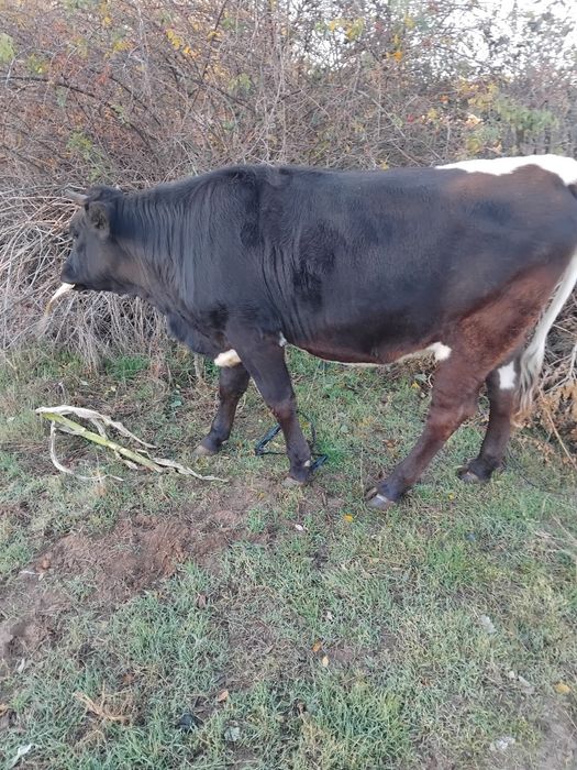 Vand viţea! Detalii la tel