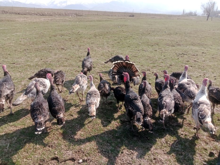 Үндік сатылады..