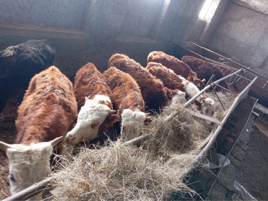 Продаются телята от 10 месяцев до 1,2 года.