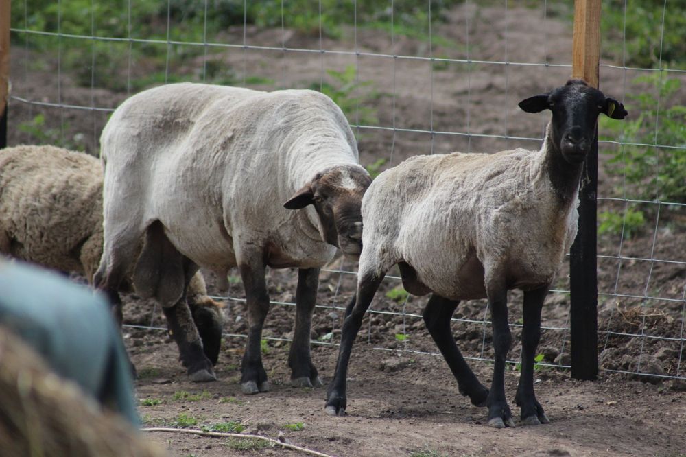 Продам овец Саффолк (Суффолк)  Баран продан