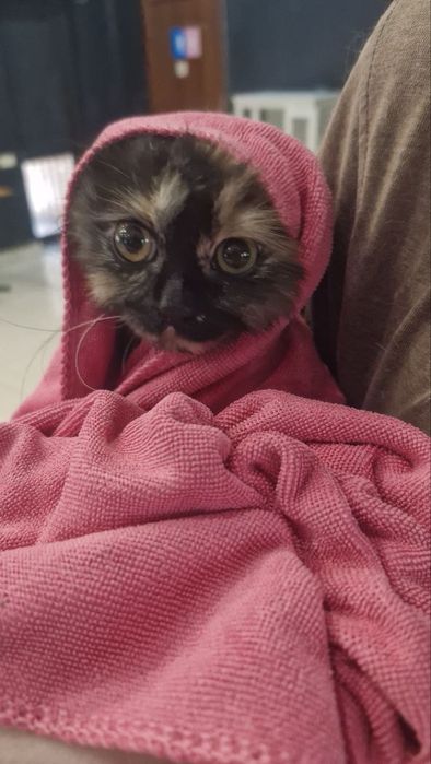 Котенок в добрые руки