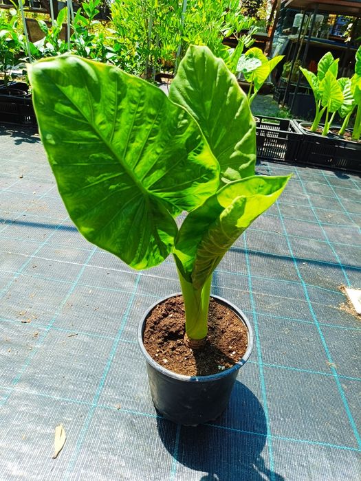 Colocasia ( ureche de elefant )