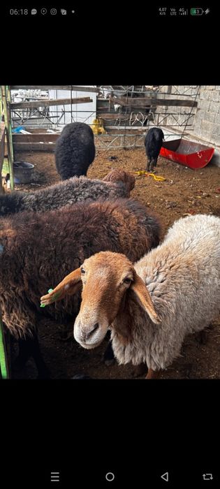 Куй ку́й ургочи бу́гоз ку́й она бола куйлар парода хусори зоддор