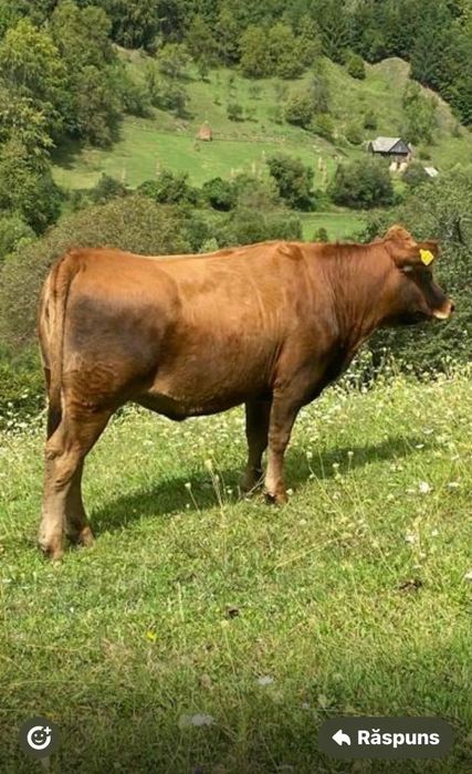 Vând vaca negociabil