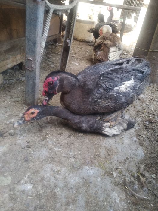 Индоутка (янги Германия линия жужалари)