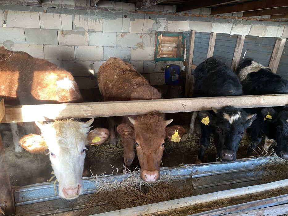 Продам телят плюс минус год им