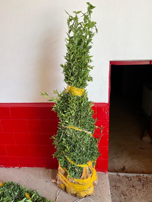 Живоя изгородь берючина отправка по всему Казахстану из Шымкента