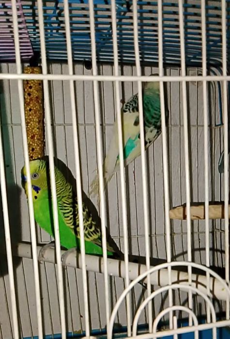 Valnisti tayyor parla sotiladi