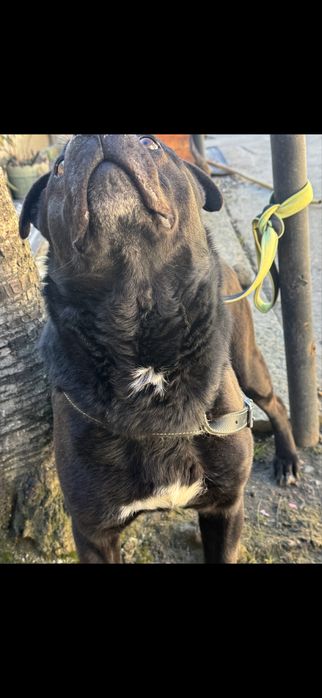 Donez mascul amstaff