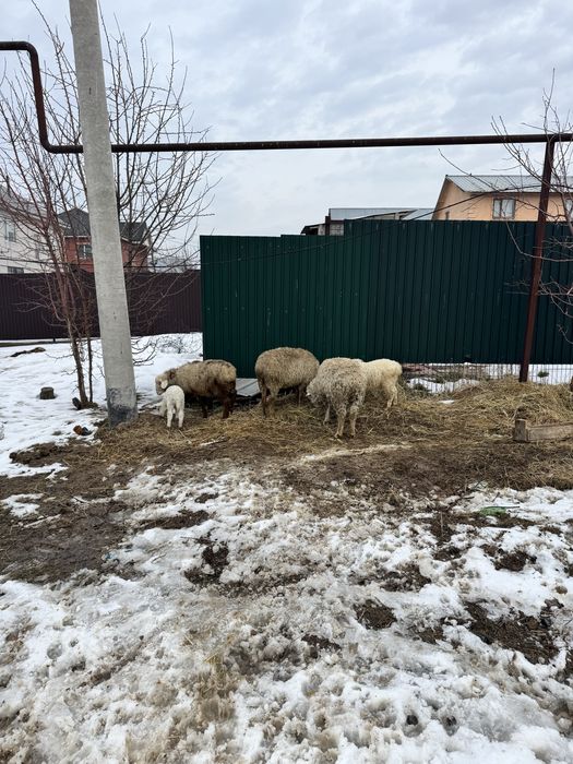 Қозылы қой баран